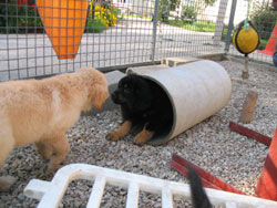 chiot de Sonate  6 semaines